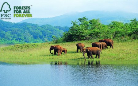 How FSC Certification Benefits Wildlife and Promotes Sustainable Forestry