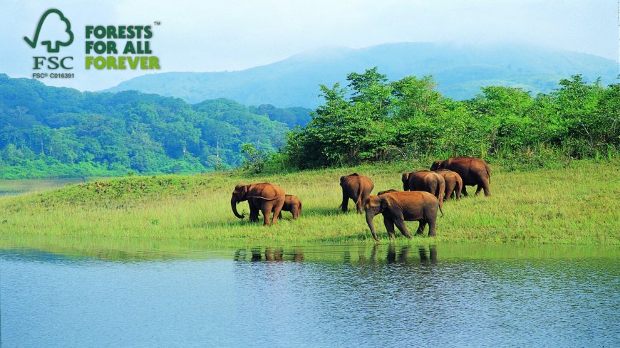 How FSC Certification Benefits Wildlife and Promotes Sustainable Forestry